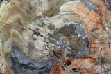 Colorful Petrified Wood Round - Madagascar #67681-2